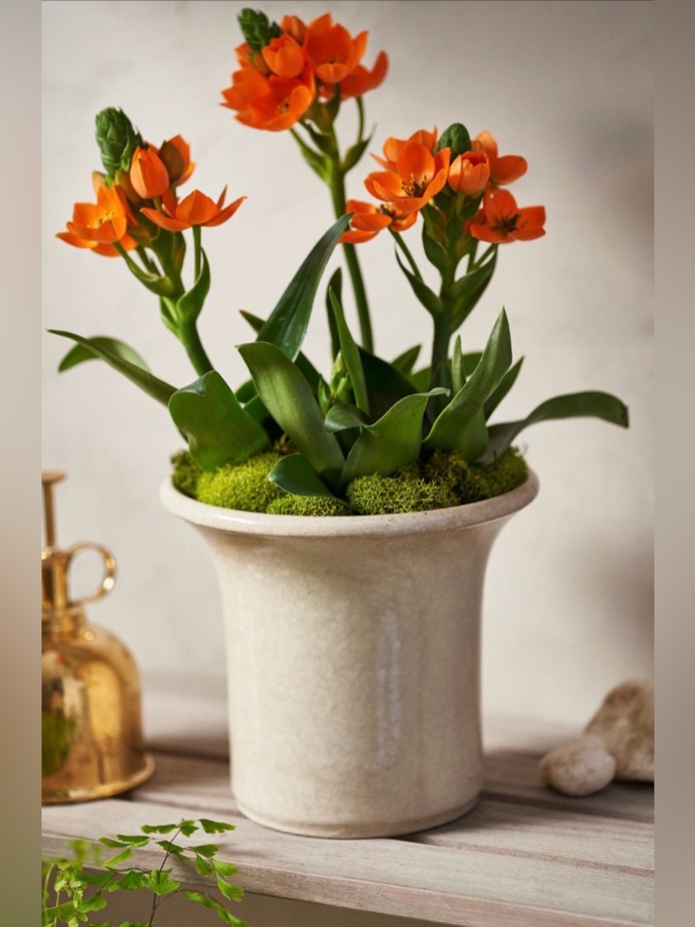 NWOT Terrain Flared Rim Ceramic Planter